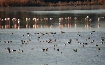 SEO/BirdLife y la Confederación Hidrográfica del Guadalquivir suscriben un acuerdo de custodia del territorio para la...